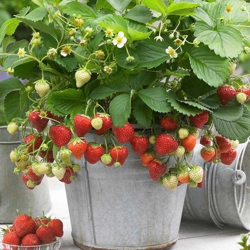 تصویر 1 از خرید  نهال توت فرنگی + قیمت فروش استثنایی